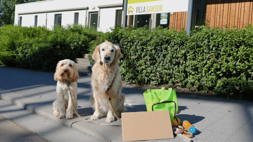 Pets on wheels: The animals bringing comfort to the seriously ill