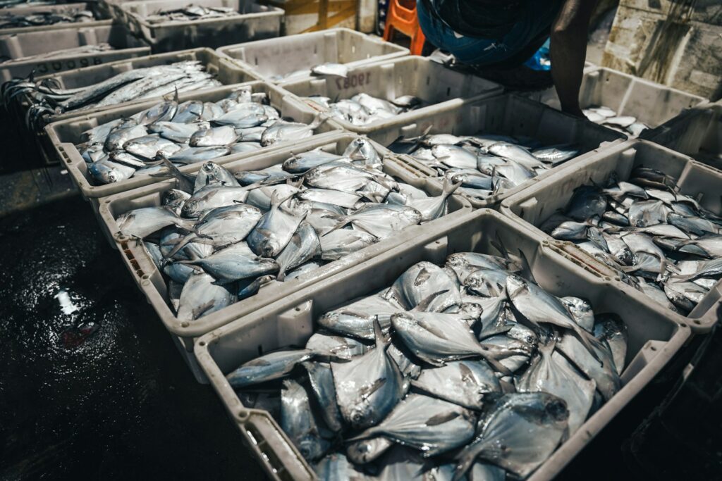 EU concerned over overfishing in the North-East Atlantic