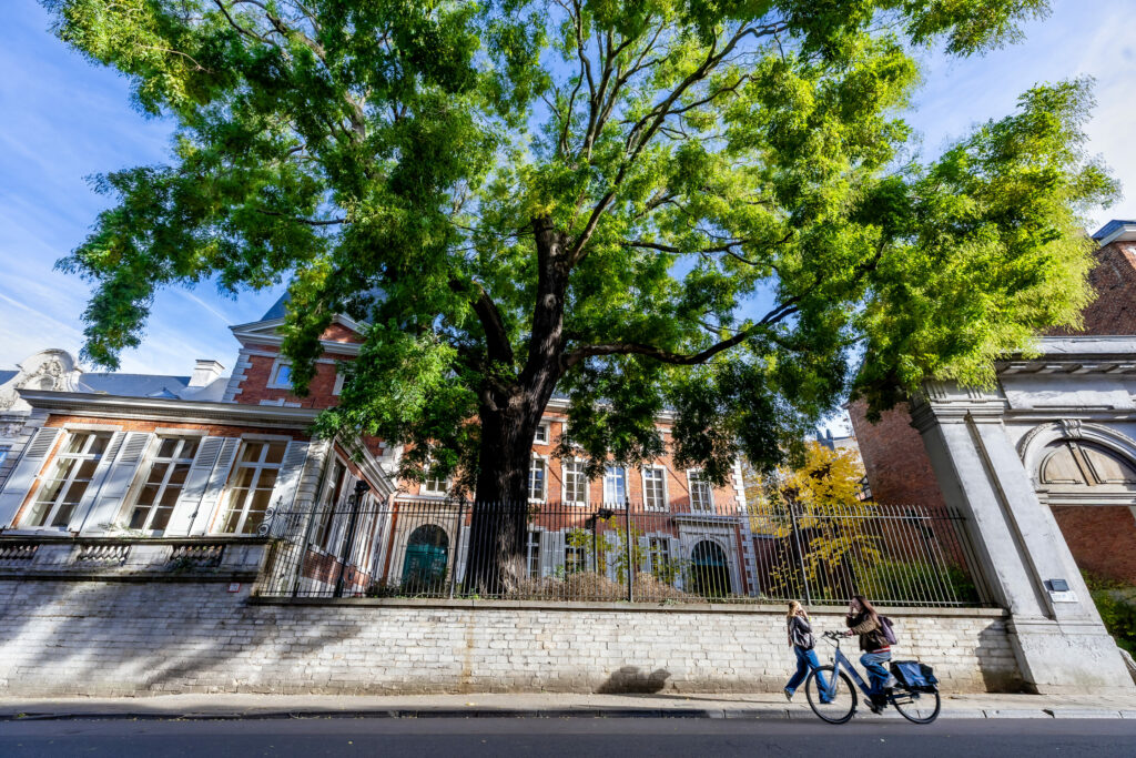Japanese honey tree in Belgian city valued at €2.5 million, study reveals