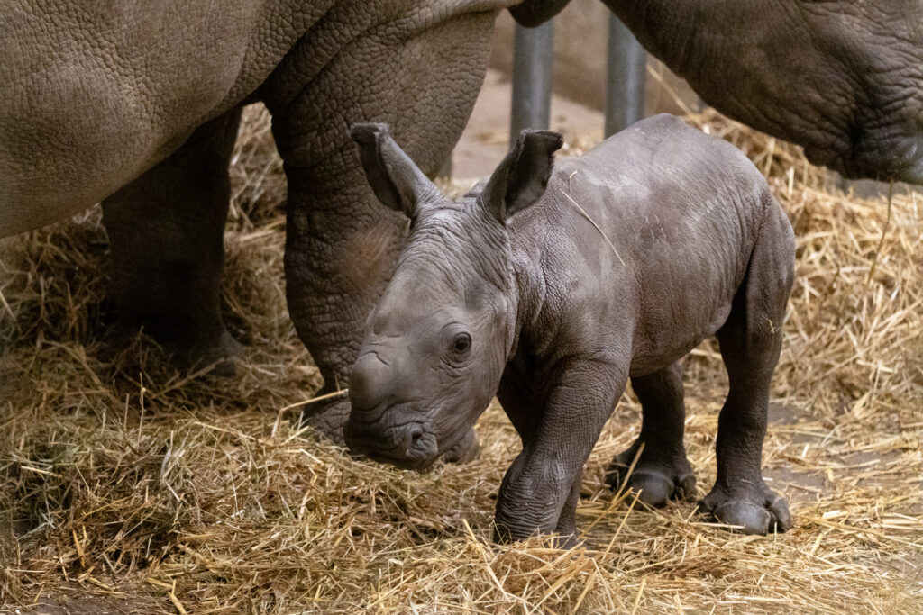 Pairi Daiza zoo welcomes new baby rhino