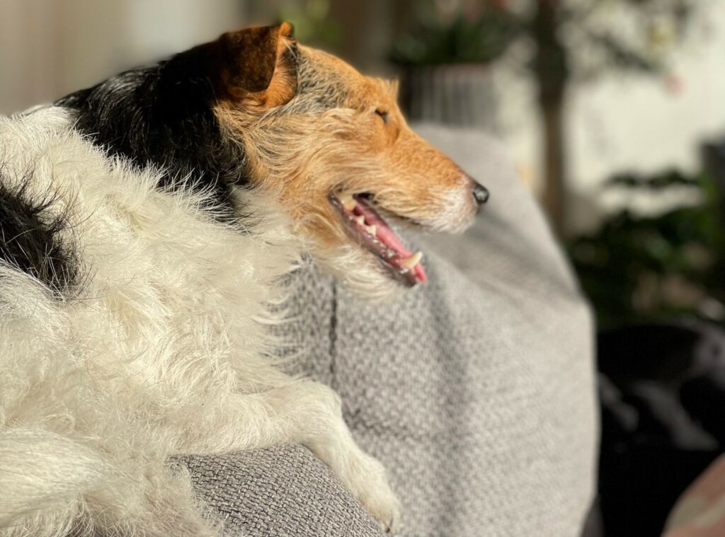 How to protect your pets against fireworks