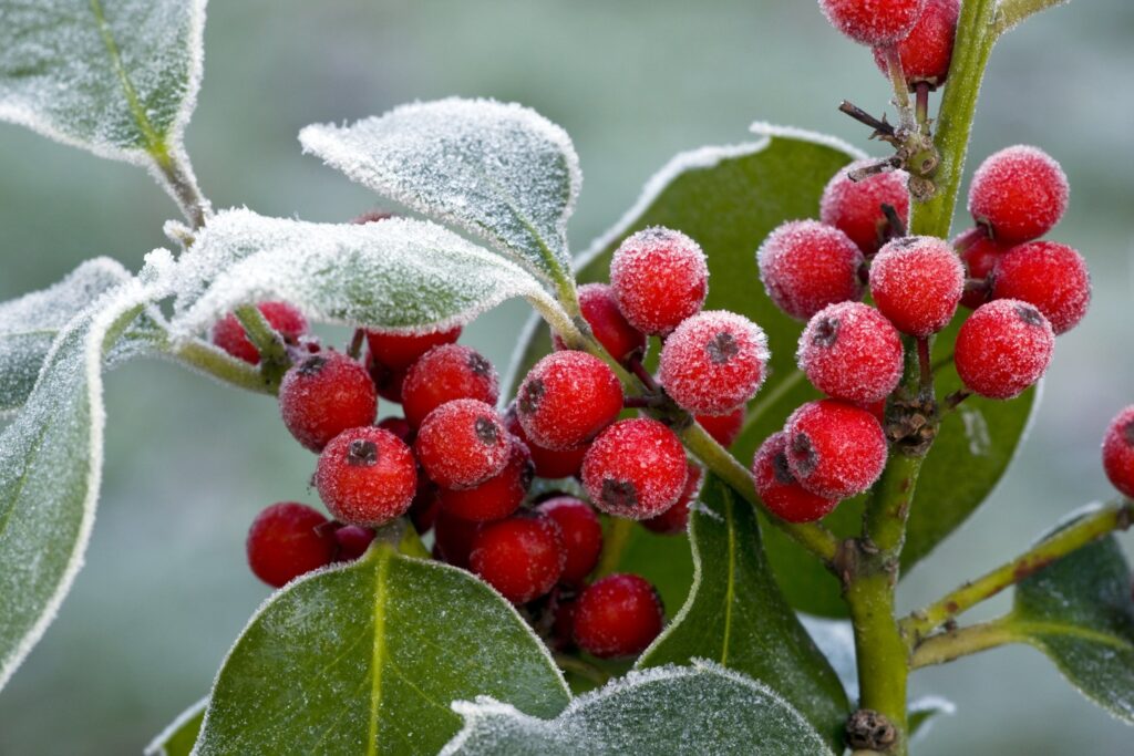 Sunny but freezing Christmas anticipated