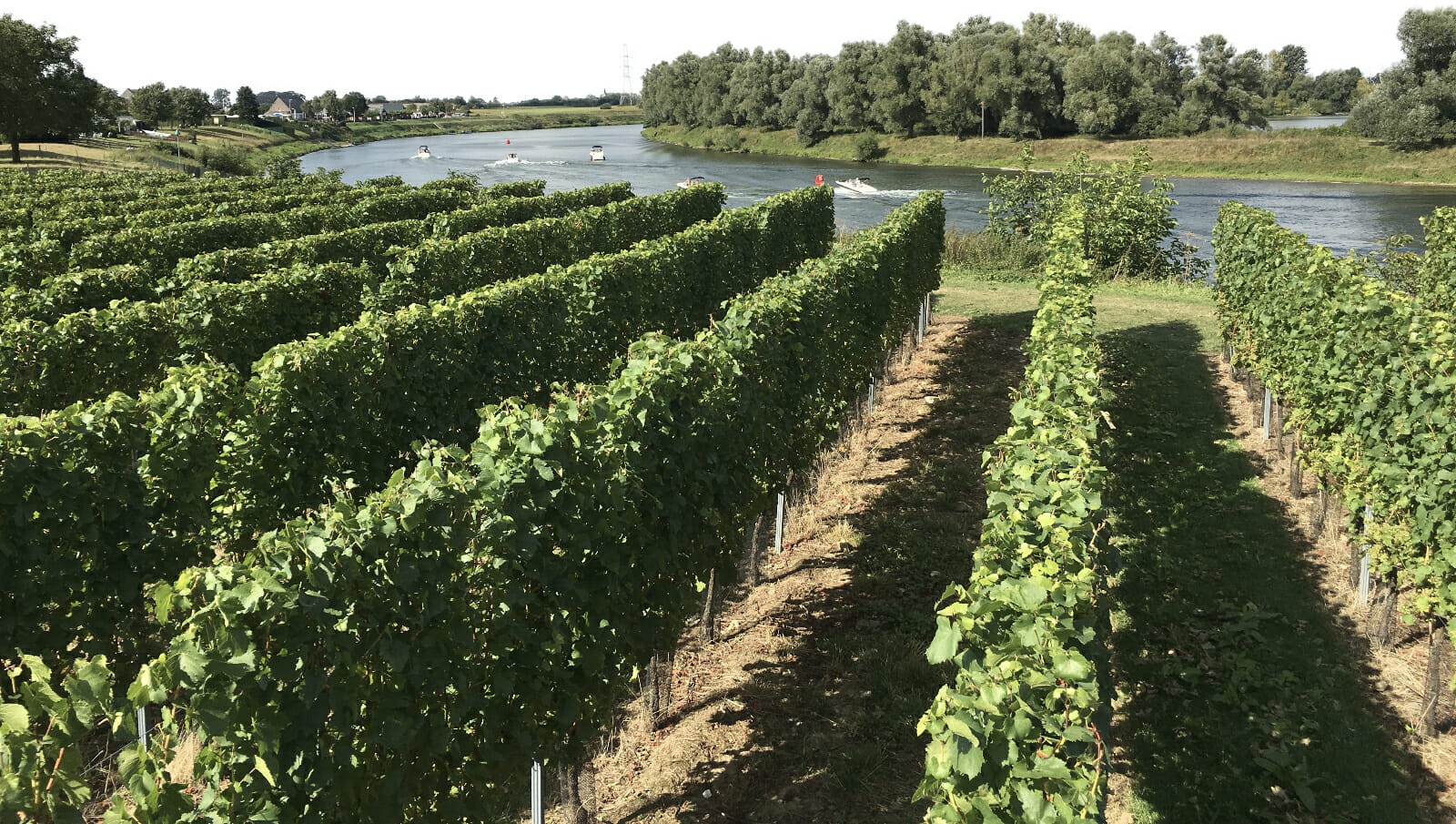 Why Belgium learned to love its wine