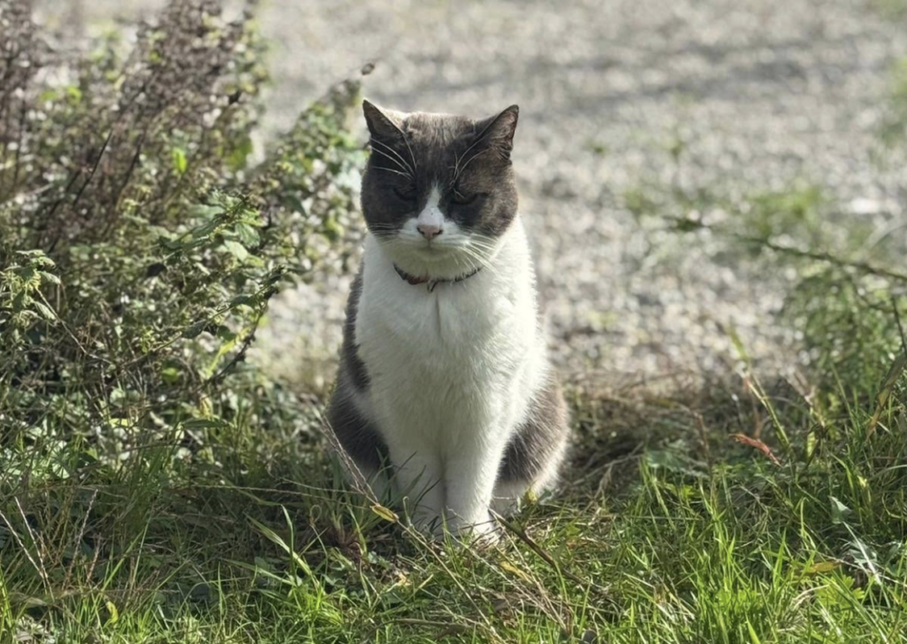 Brussels cat earns 5 star reviews on Google