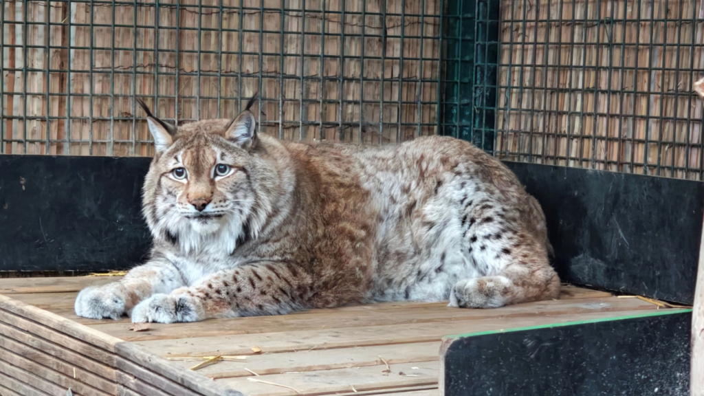 Obese lynx given new lease of life in Belgium after being kept indoors for over a decade