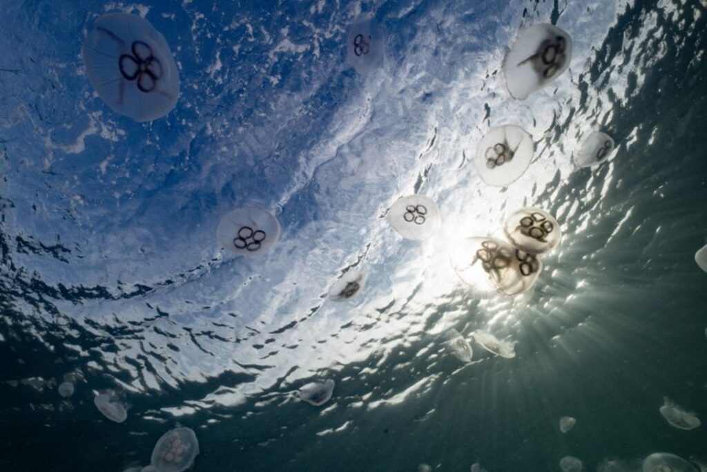 Study reveals plunging numbers of seabed animals in mining area