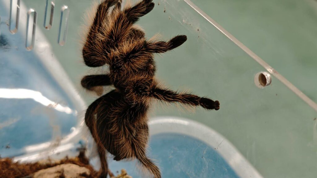 150 tarantulas found living in yoghurt pots in Belgium