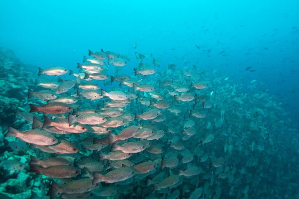 Belgium submits bid to host High Seas Treaty secretariat