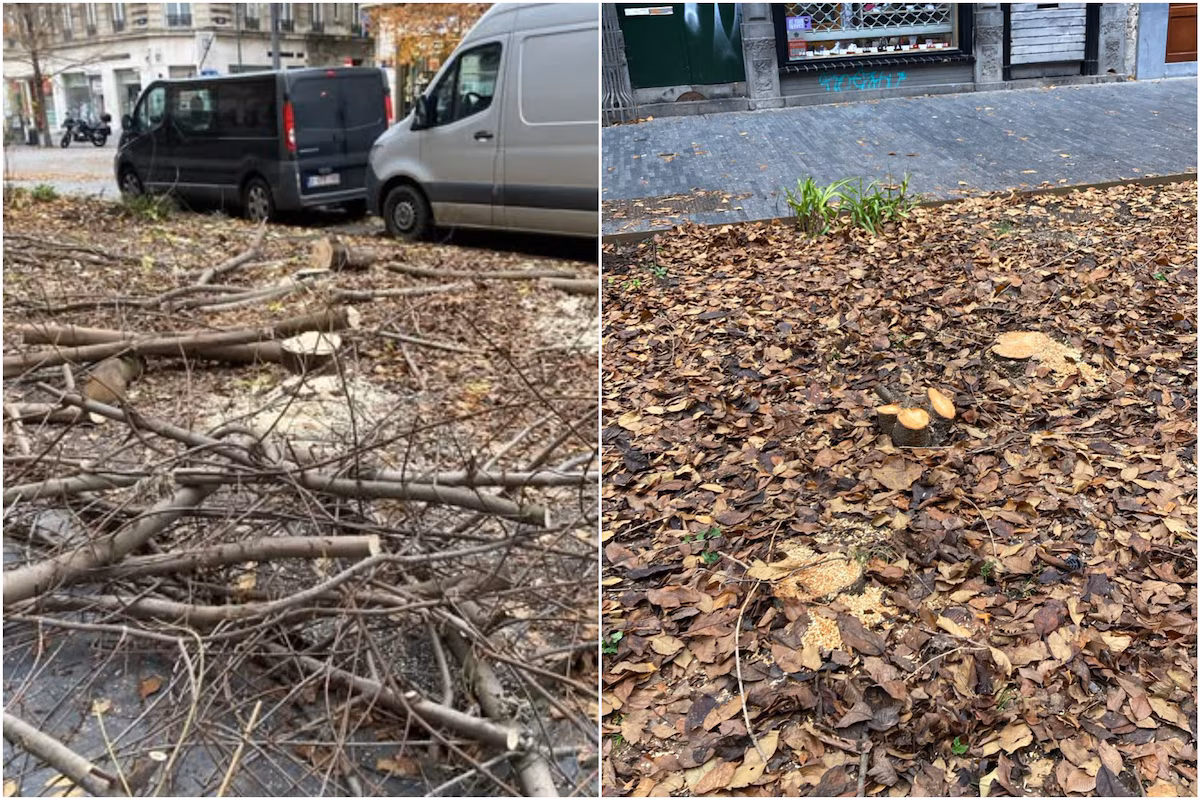 Pedestrian zone's trees are not being sacrificed, City assures residents