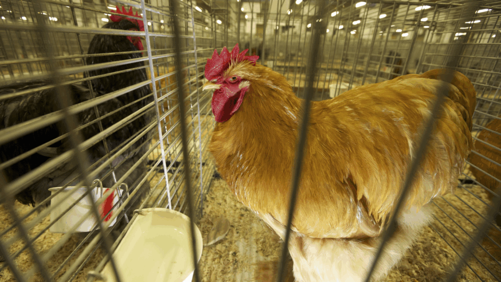 Bird flu outbreak in Belgium - should you be worried?