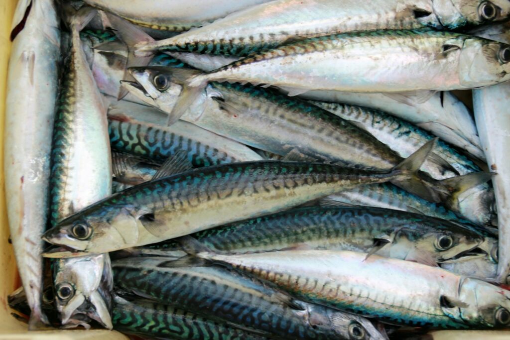 EU angry over Atlantic mackerel fishing quotas set without it