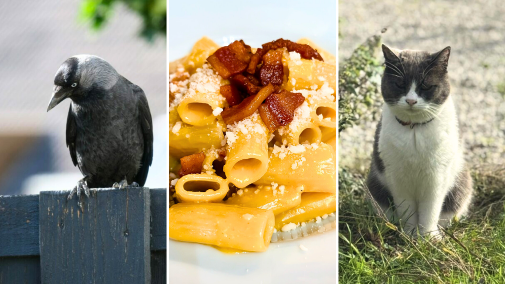 Strange but true: Belgium's most bizarre stories of 2025