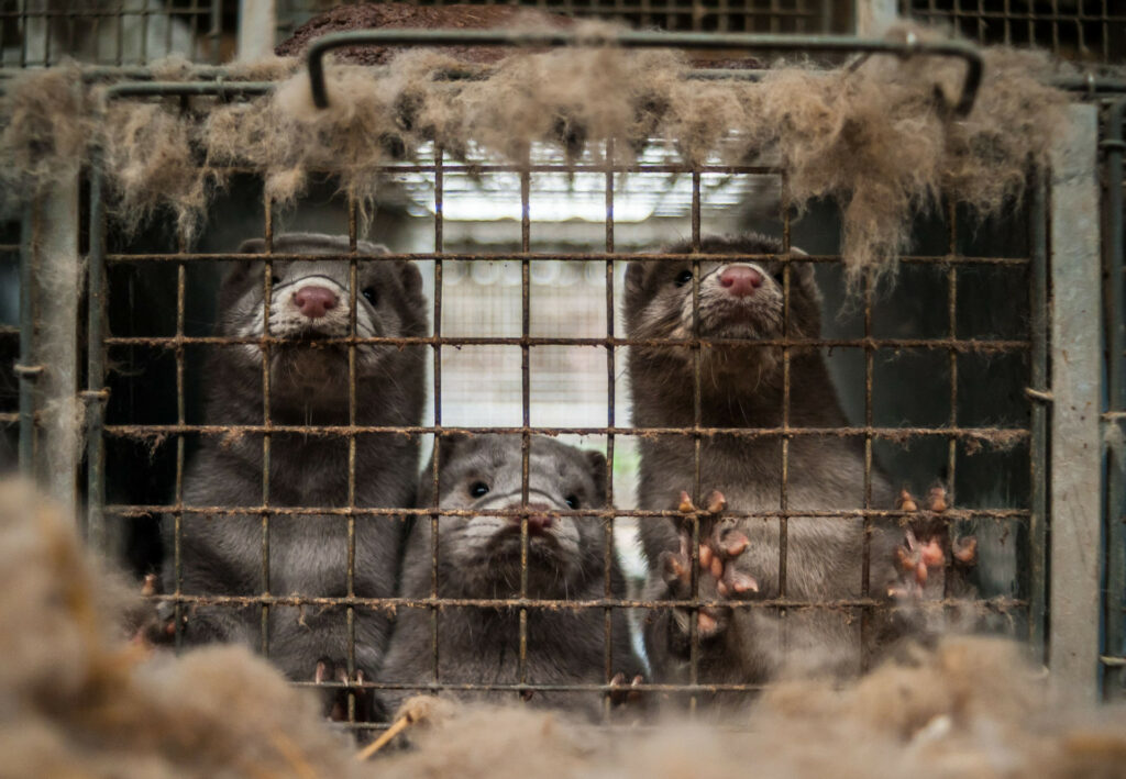 Fur ban in Poland paves the way for EU-wide ban