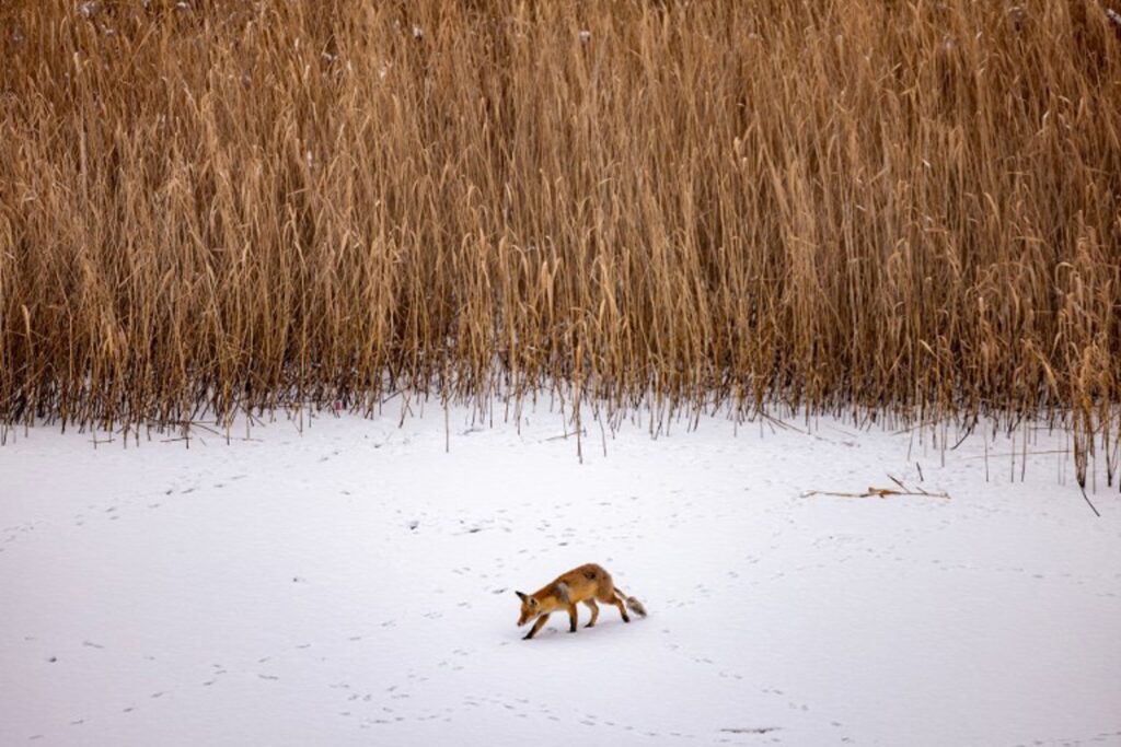 Snow expected in parts of Belgium today as freezing conditions remain