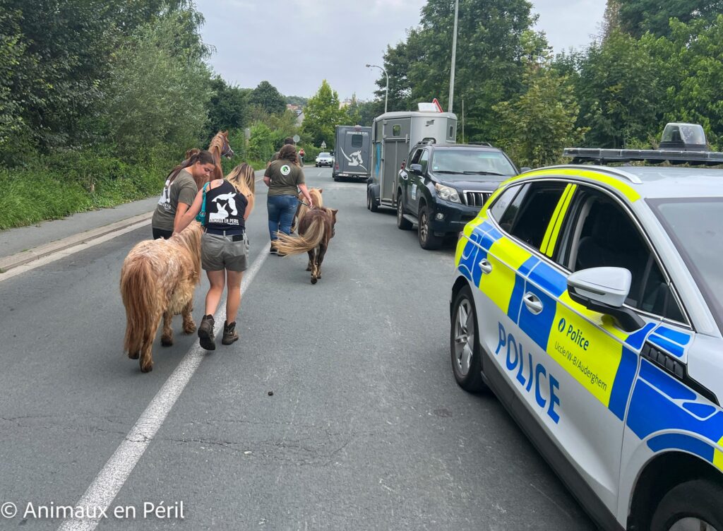 Uccle woman fined €40,000 and banned from keeping animals after abuse conviction