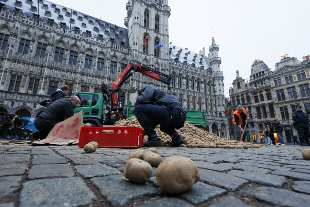 Belgium is planting more potatoes than at any time since 1980