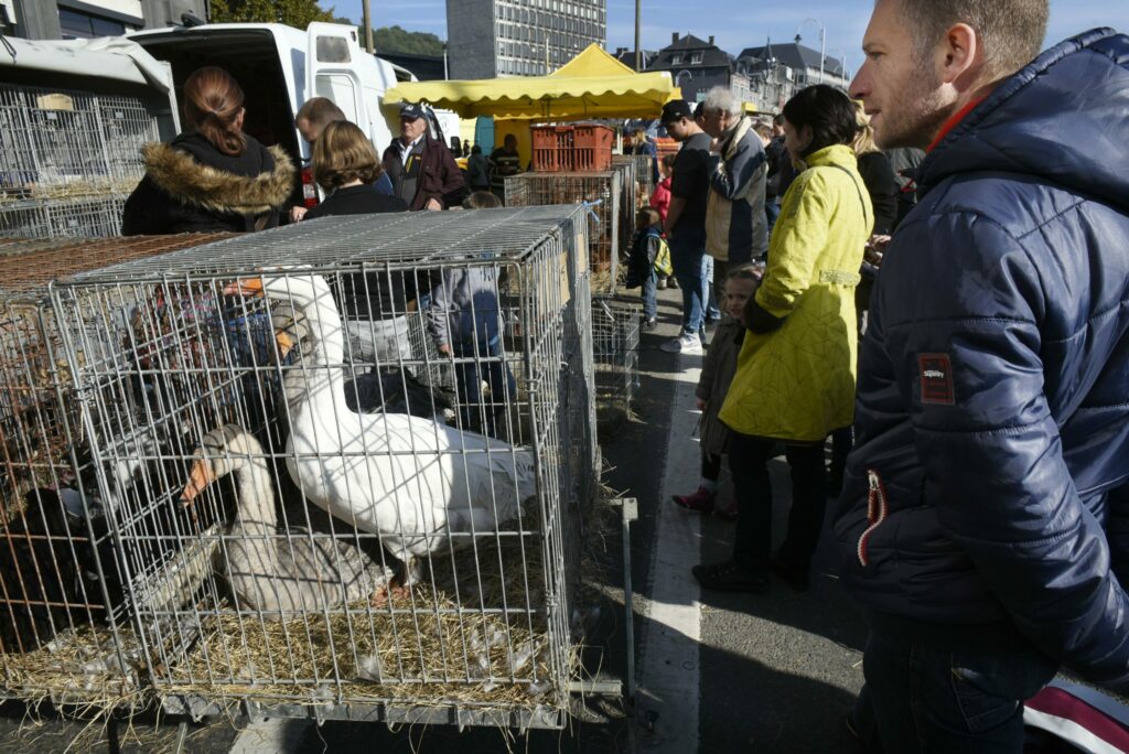 Ban on sale of live animals at markets comes into effect in Flanders