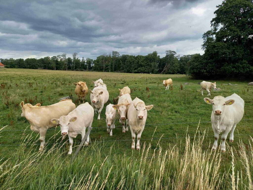 European Citizens launch new initiative on food as a human right for all