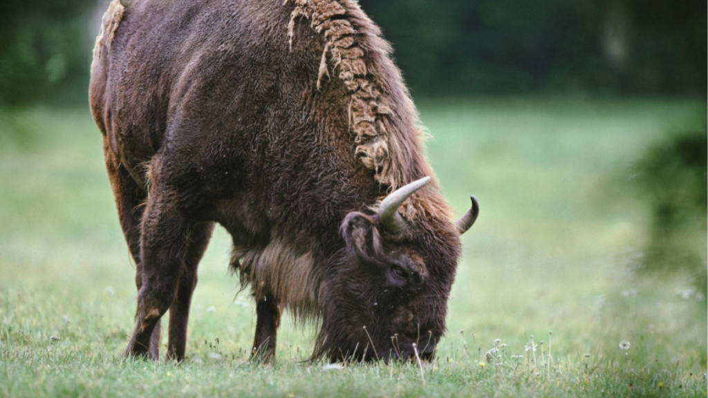 Bison in Belgium? National park prepares to welcome large wild grazers