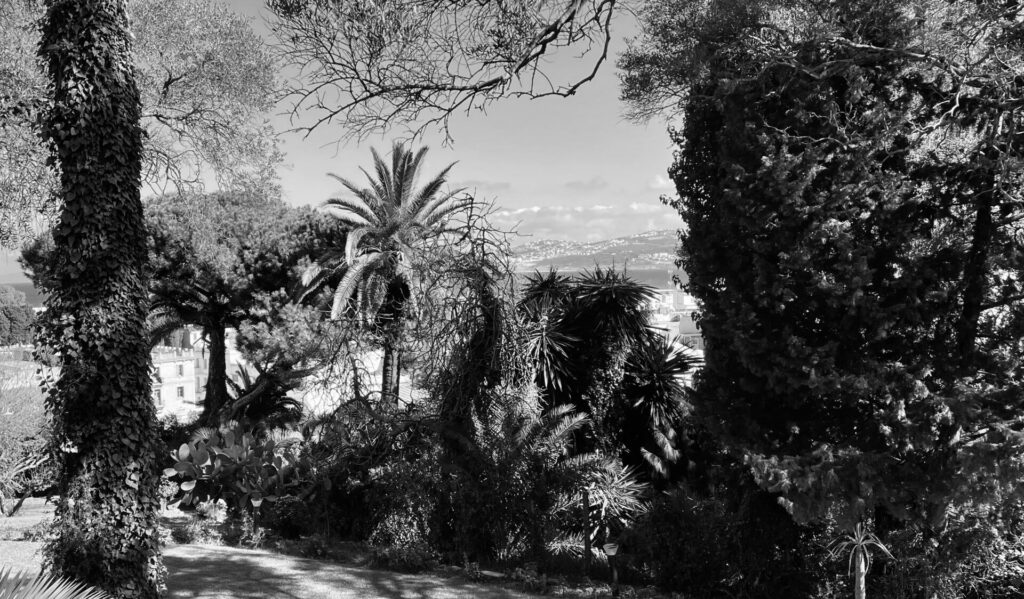 Notes from the Cypress Café: belonging across continents