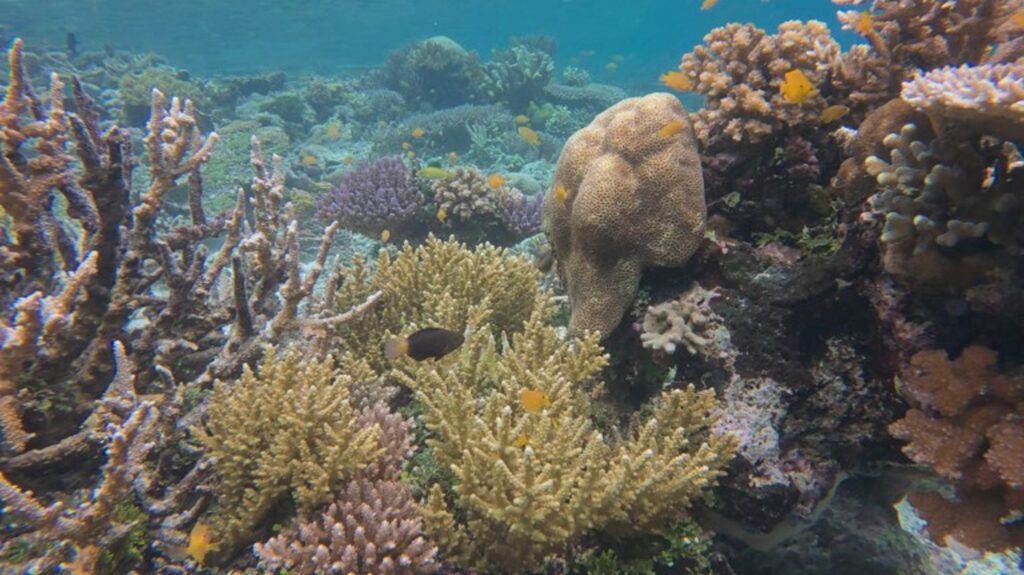 New era in ocean protection as Treaty on the High Seas enters into force