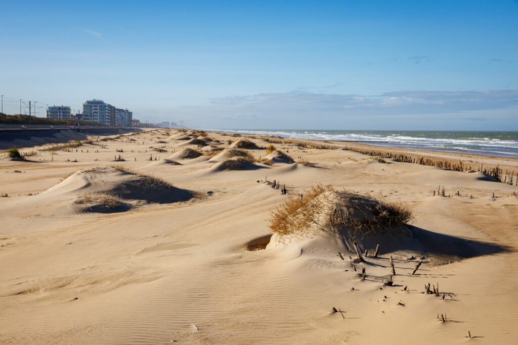 Thousands of square kilometers damaged after a fire in the coastal dunes
