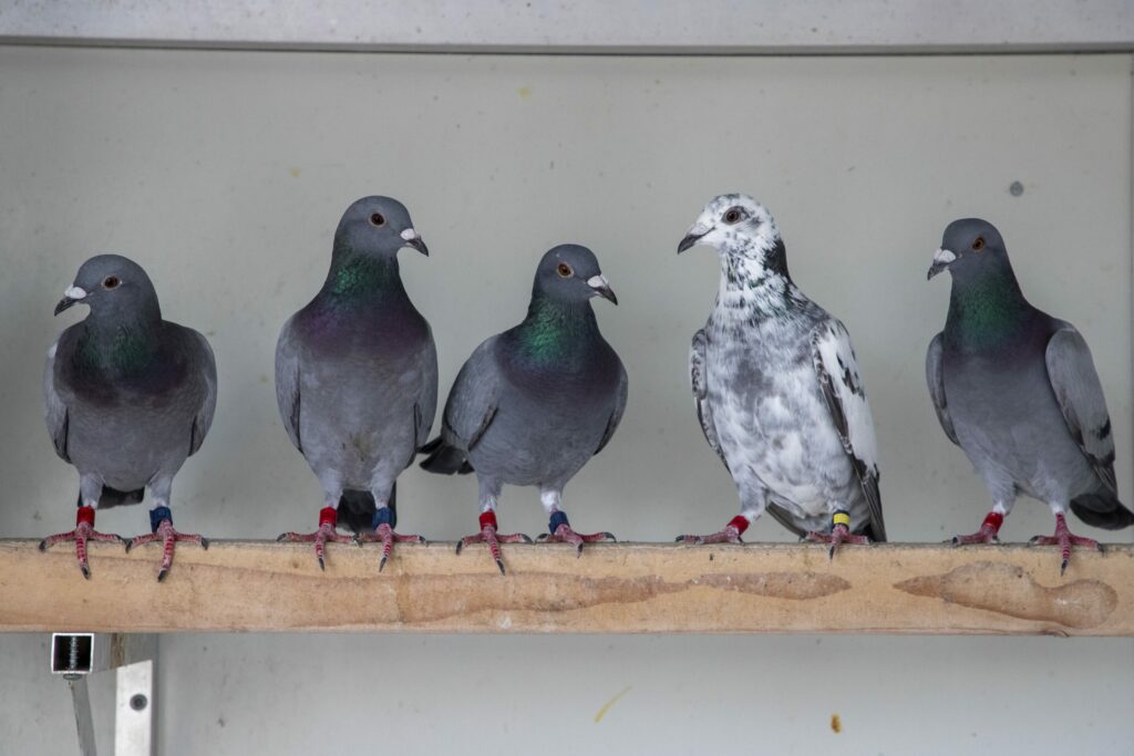Eight men jailed for stealing racing pigeons