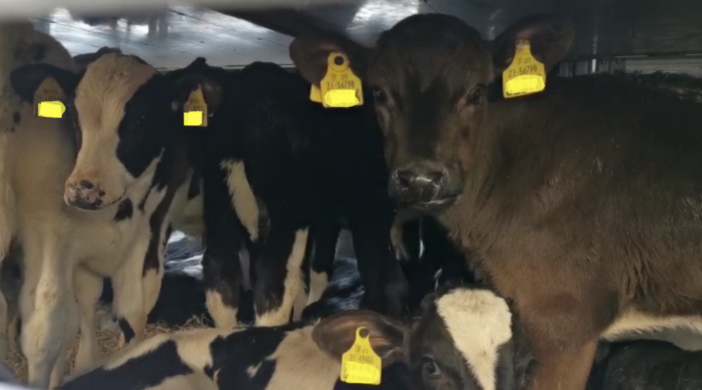 Time for the European Commission to stop transport of unweaned calves from Ireland