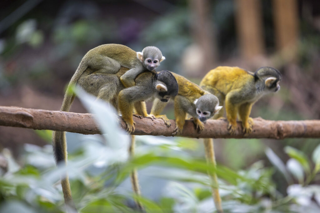 Walking through Edenya: A behind-the-scenes glimpse at Pairi Daiza’s new tropical world