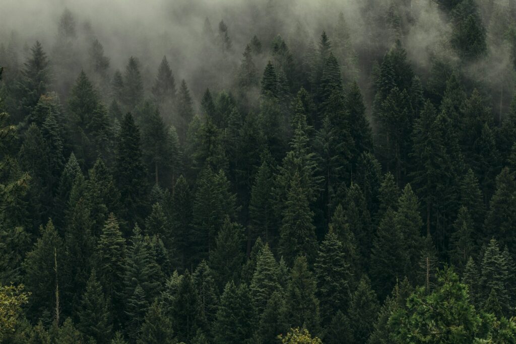 Europe's forests face profitability gap in rising demand for ecosystem services