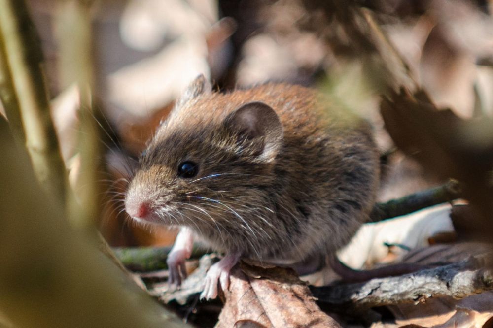Rodent-linked kidney illness cases soar across Western Europe amid shifting climate
