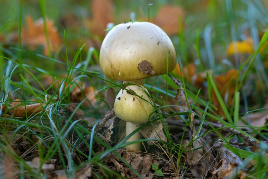 Poisonous death cap mushroom becoming more common in Belgium