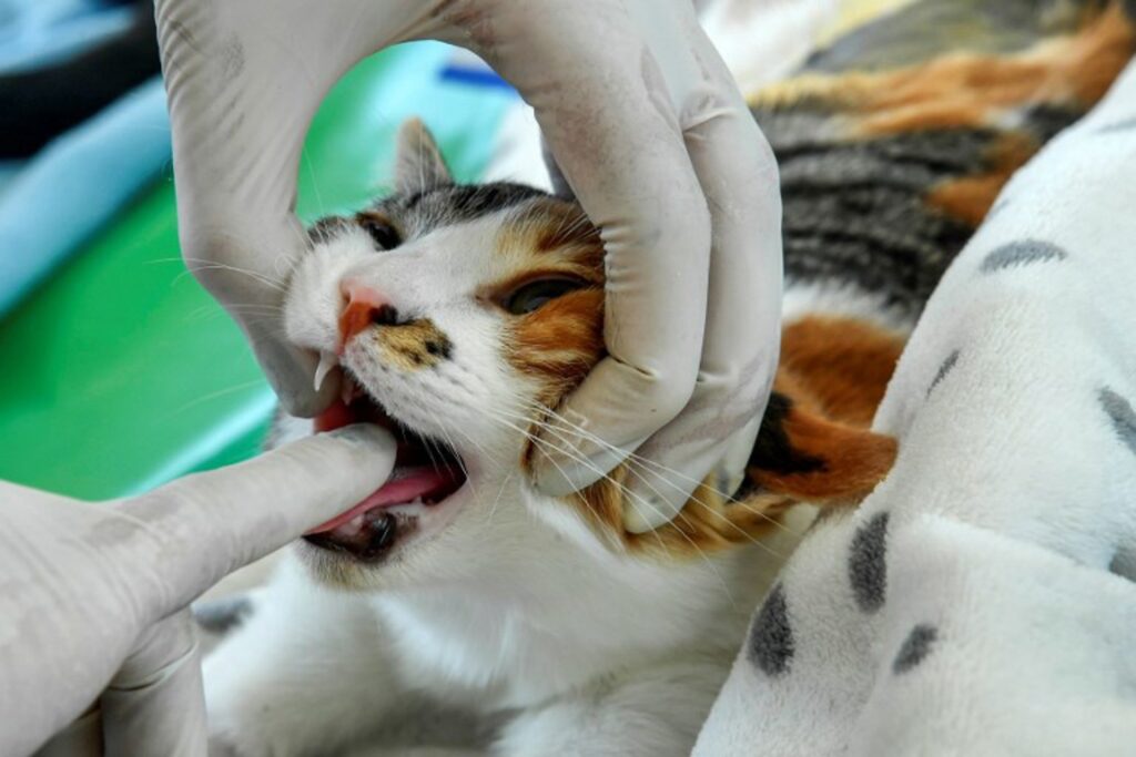 Nearly 60,000 cats sterilised in Brussels since new rules introduced