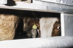 Live animal transport: What are the chances for a reform of EU legislation?