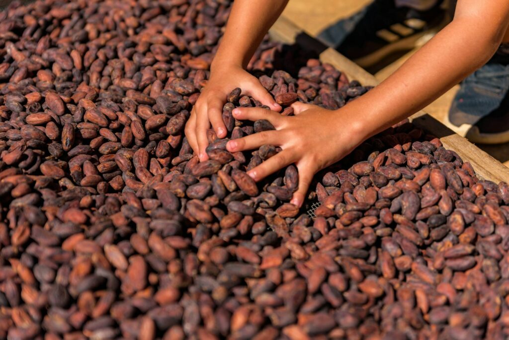 Nigeria-EU summit unveils funds for cocoa, dairy, and rural financing