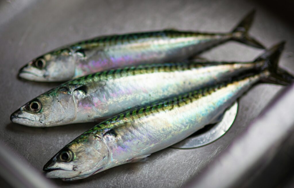 North Atlantic mackerel talks stall as overfishing fears clash with diplomacy