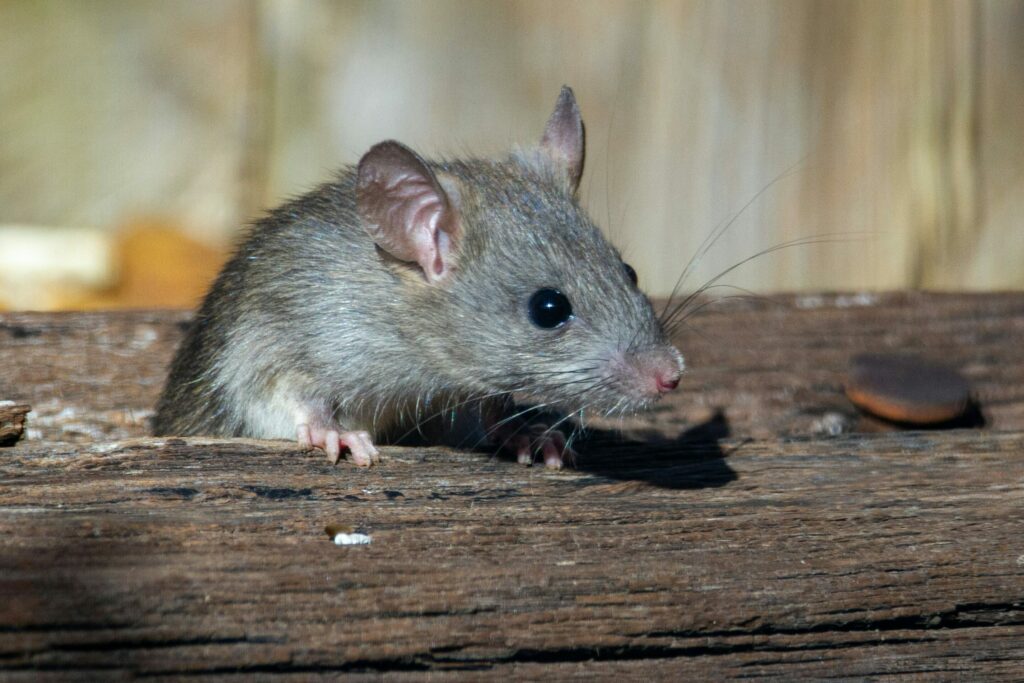Why this Belgian city is feeding rats birth control pills
