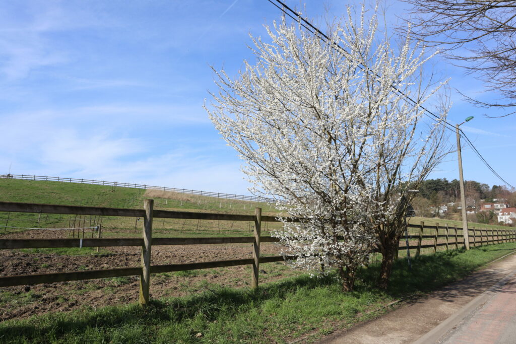 A day trip to the Brussels countryside: Why the Promenade Verte is the perfect spring outing