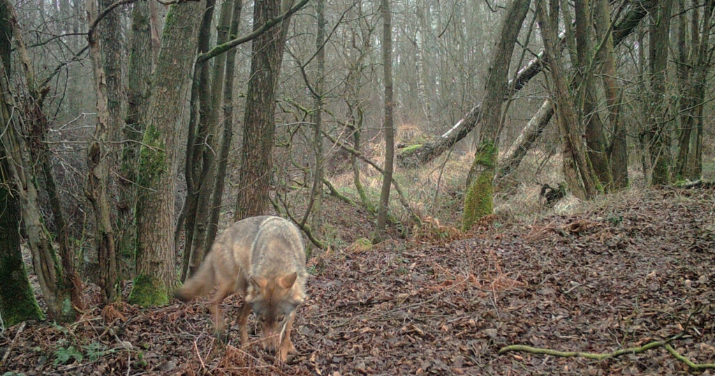 Wolf killed by car in Limburg confirmed to be Noëlla