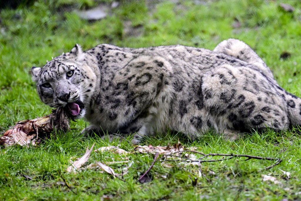 Illegal wildlife trade investigations lead to dozens of seizures in Belgium