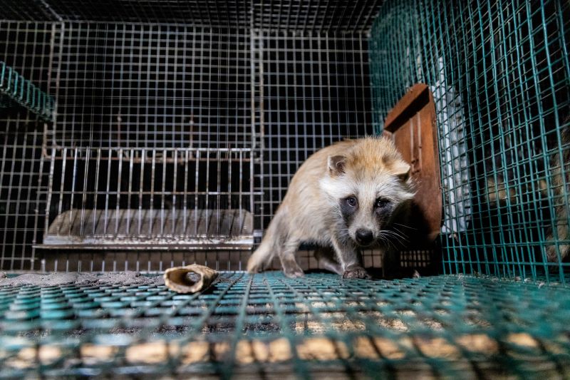 The fuzzy economics of fur farming