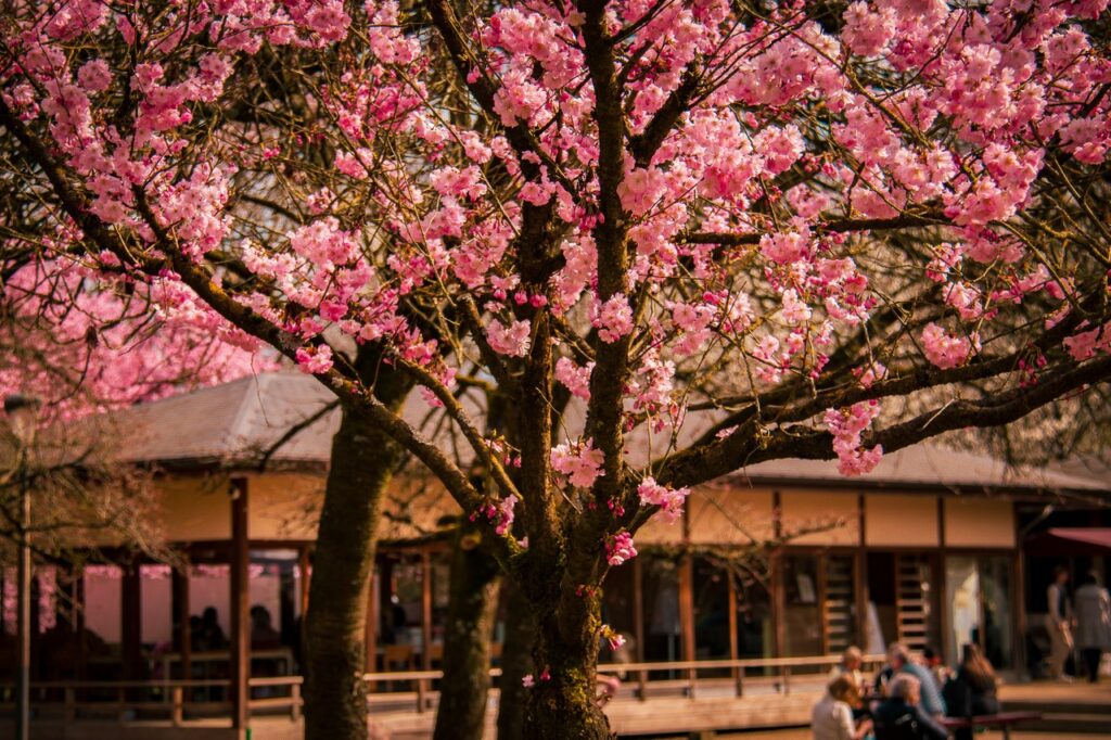 Cherry Blossom Festival starts in largest Japanese garden in Belgium