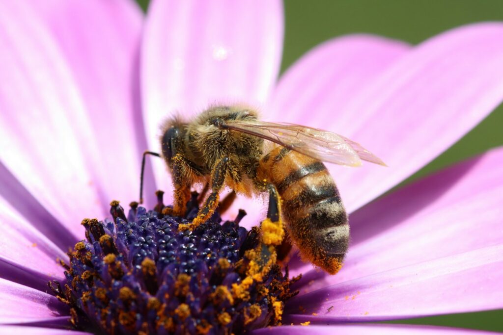 EU youth demand urgent action on pollinators as ecosystems face risks