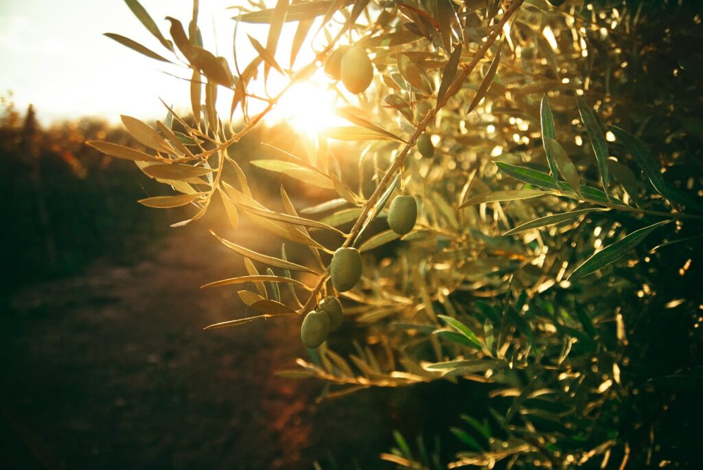 Olive farm waste used for bioenergy slashes carbon emissions by up to 60%