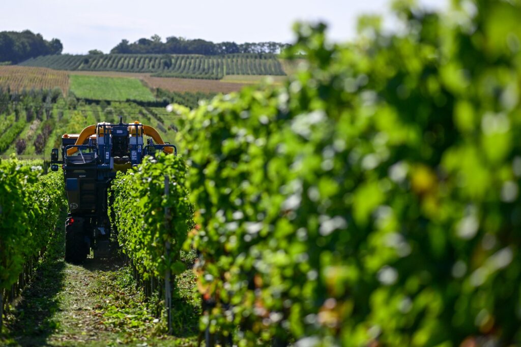 Belgian wine breaks records