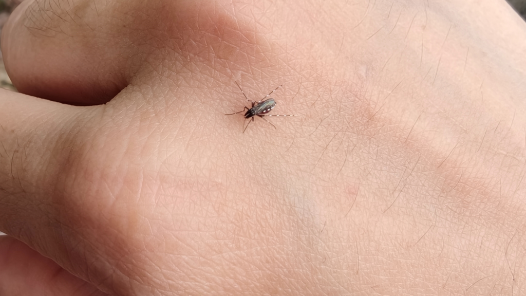 Tick season in Belgium: What do you need to know?