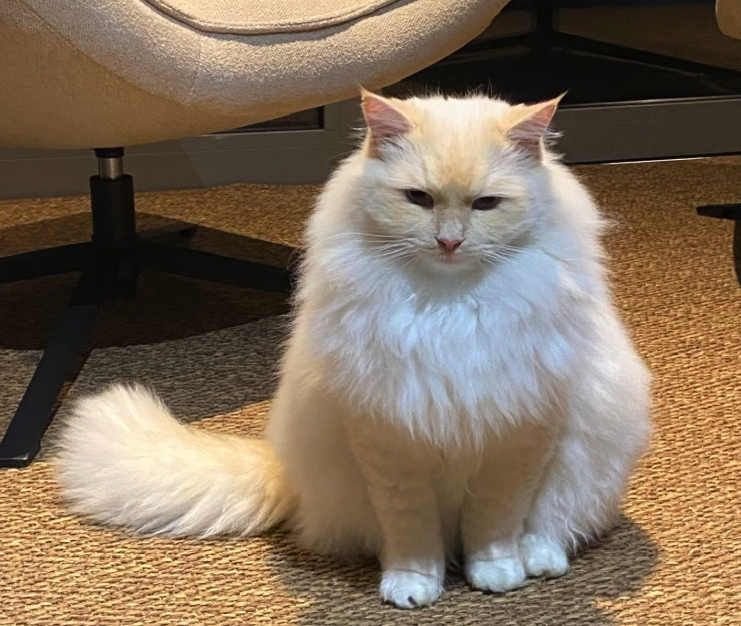 Missing ragdoll cat found shaved 150km from his home in Flanders