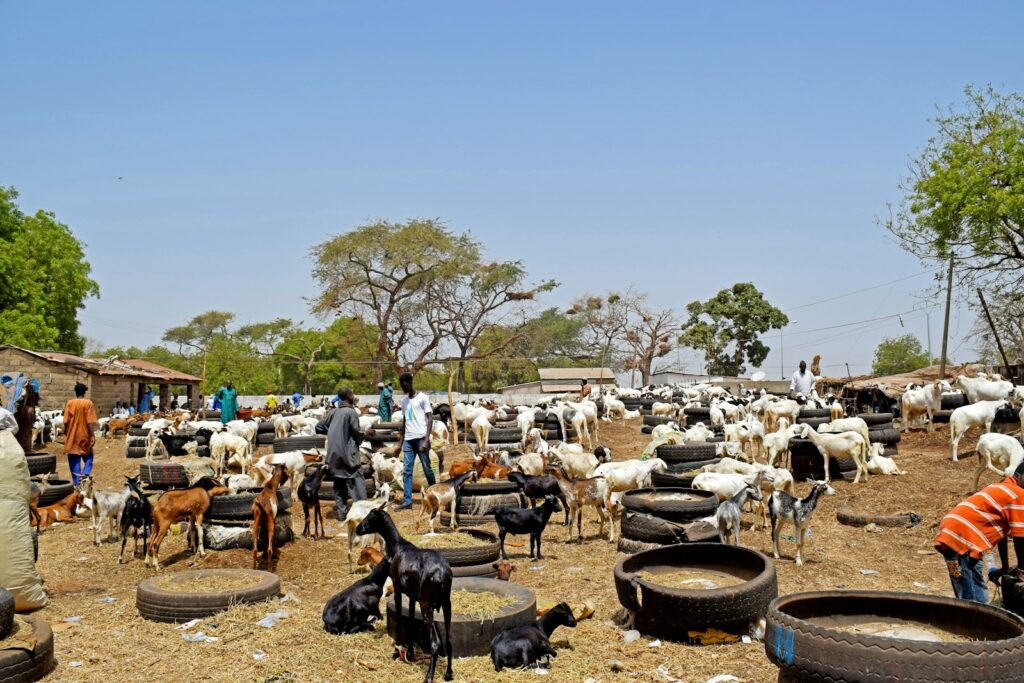 Gambia to track 237 development indicators via EU-backed system