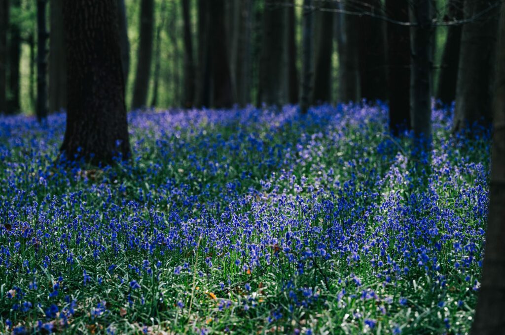 Hallerbos bluebells are back: What to know before you visit the 'Blue Forest'