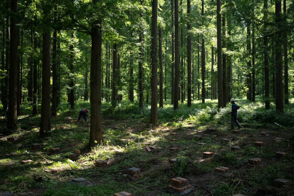 EU tightens forest seed rules with focus on climate resilience, traceability